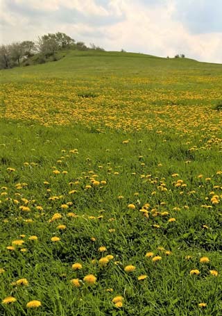 Löwenzahn Löwenzahn
