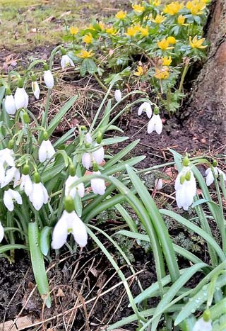 Frühblüher Frühblüher