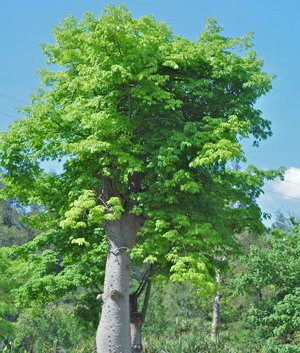 Moringa-Baum mit saftigen, grünen Blättern
